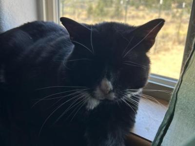 Bruce - Domestic - Gallery Photo #1