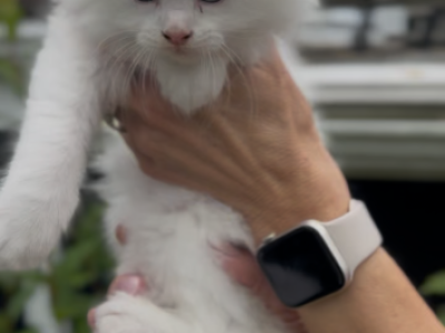 Penelope Litter Kitten 3 - Maine Coon - Gallery Photo #1