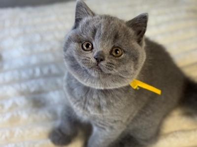 British Shorthair Blue Female BRITISHKITNCAT - British Shorthair - Gallery Photo #1