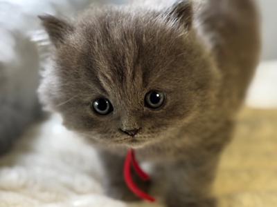 British Longhair Blue Female BRISHKITNKAT - British Shorthair - Gallery Photo #1