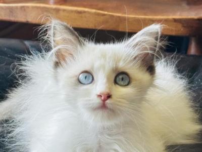 Jasper - Ragdoll - Gallery Photo #1