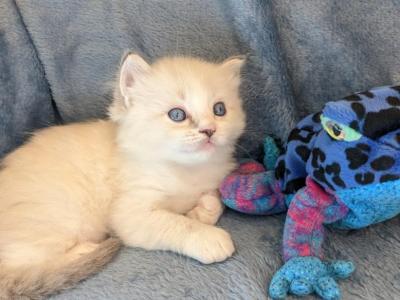 Ragdoll Purebred Daisy May's Litter 1 - Ragdoll - Gallery Photo #1