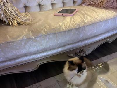 Reese - Domestic - Gallery Photo #1