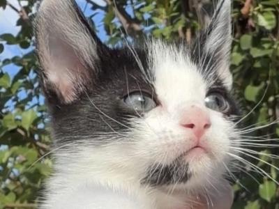 Peaches - Domestic - Gallery Photo #1
