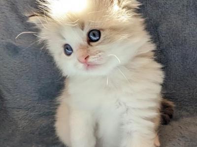 Ragdoll Purebred Daisy May's Litter 2 - Ragdoll - Gallery Photo #1