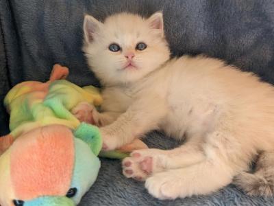 Ragdoll Purebred Daisy May's Litter 3 - Ragdoll - Gallery Photo #1