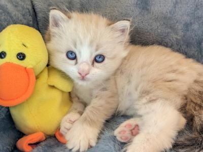 Ragdoll Purebred Daisy May's Litter 4 - Ragdoll - Gallery Photo #1