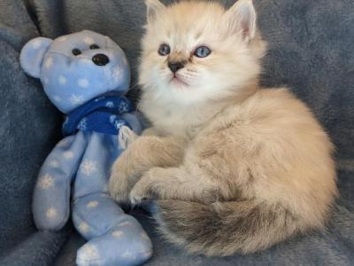 Ragdoll Purebred Daisy May's Litter 5 - Ragdoll - Gallery Photo #1