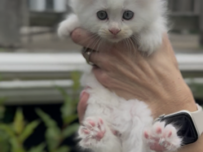 Penelope Litter Kitten 4 - Maine Coon - Gallery Photo #1