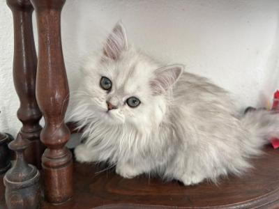 Lusy Persian Female Kittens - Persian - Gallery Photo #1