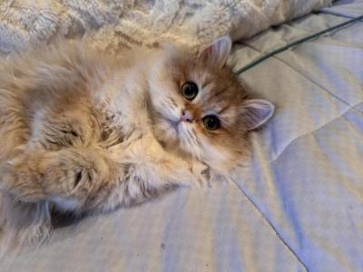Dolly - British Shorthair - Gallery Photo #1