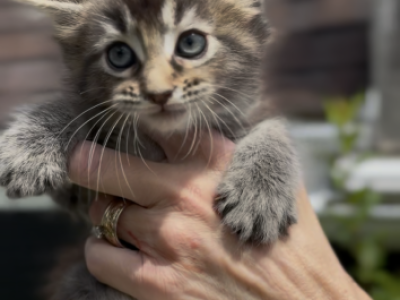 Melody Litter Kitten 2 - Maine Coon - Gallery Photo #1