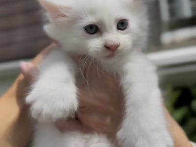 Melody Litter Kitten 3 - Maine Coon - Gallery Photo #1