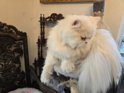 Tony - Persian - Gallery Photo #1