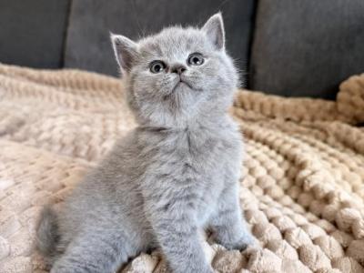 Misty - British Shorthair - Gallery Photo #1