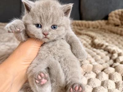 Mazy - British Shorthair - Gallery Photo #1