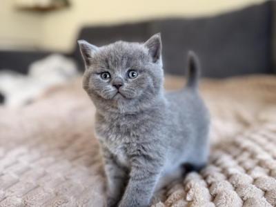 Stormy - British Shorthair - Gallery Photo #1