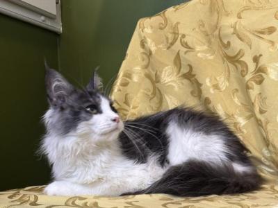 Merlin Calypso - Maine Coon - Gallery Photo #1