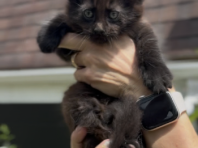 Willow Grove Cattery Daryna Litter Male 2 - Maine Coon - Gallery Photo #1