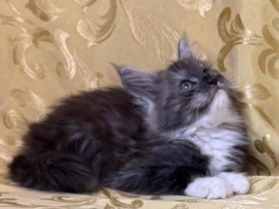 Merlin Moonlight - Maine Coon - Gallery Photo #1