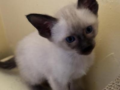 Harmony Grace Siamese Chocolate Points - Siamese - Gallery Photo #1