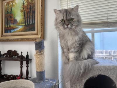 Dior - Persian - Gallery Photo #1