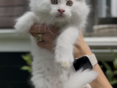 Willow Grove Cattery LLC Phoebe Kitten 1 - Ragdoll - Gallery Photo #1