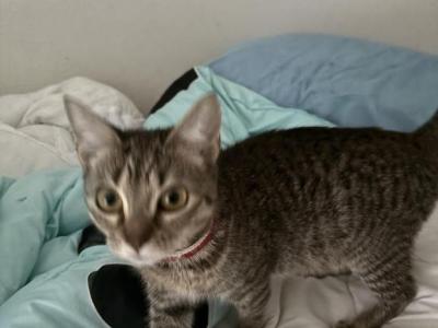 Layla - Domestic - Gallery Photo #1