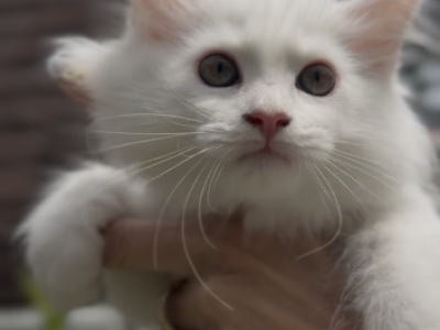 Willow Grove Cattery Phoebe Kitten 2 - Ragdoll - Gallery Photo #1