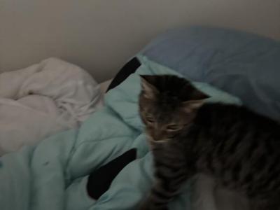 Leo - Domestic - Gallery Photo #1
