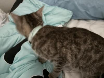 Tigger - Domestic - Gallery Photo #1