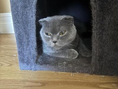 Seeet Beast Katty - Scottish Fold - Gallery Photo #1