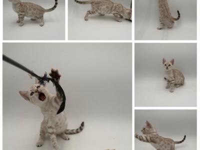 Dolly - Bengal - Gallery Photo #1