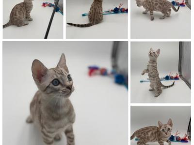 Trixie - Bengal - Gallery Photo #1