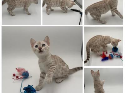 Woody - Bengal - Gallery Photo #1