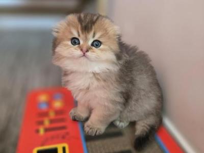 Bubble - Scottish Fold - Gallery Photo #1