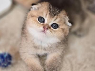 Bianka - Scottish Fold - Gallery Photo #1