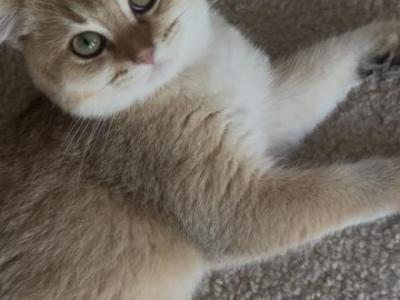Leo - British Shorthair - Gallery Photo #1