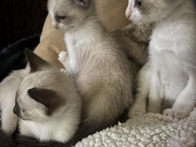 Harmony Grace Snowshoe Siamese Kittens - Snowshoe - Gallery Photo #1