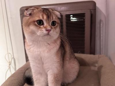 Jimmy - Scottish Fold - Gallery Photo #1
