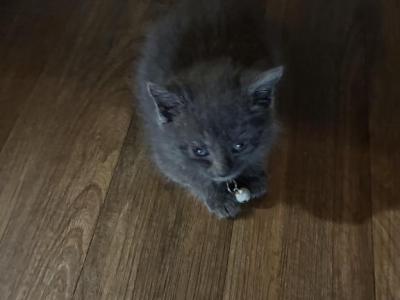 Gray Kitty - Domestic - Gallery Photo #1