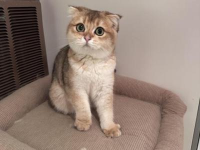 Chichi - Scottish Fold - Gallery Photo #1