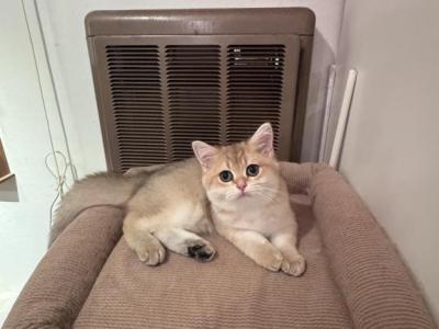 Lucci - British Shorthair - Gallery Photo #1