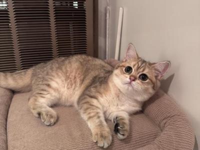 Krappa - British Shorthair - Gallery Photo #1
