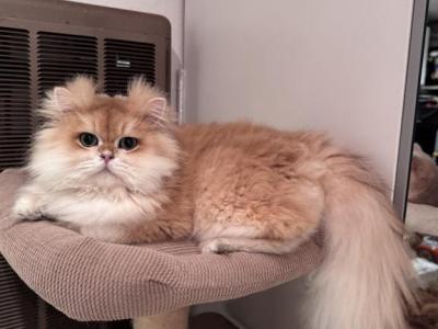 Nufik - British Shorthair - Gallery Photo #1