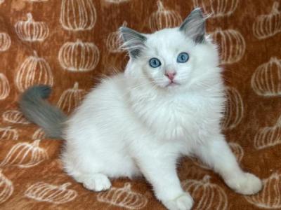 TICA Blue Bicolor Girl Ocean - Ragdoll - Gallery Photo #1