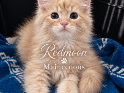 Teddy - Persian - Gallery Photo #1