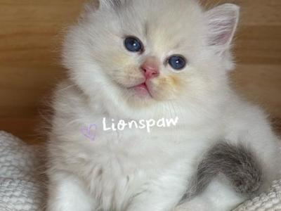 JON SNOW - Ragdoll - Gallery Photo #1