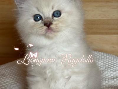CERSEI - Ragdoll - Gallery Photo #1