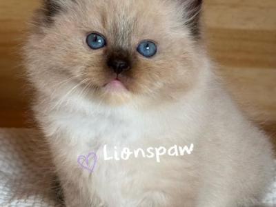 THEON - Ragdoll - Gallery Photo #1